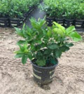 Lemon Harvey Bush